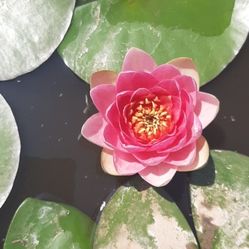 Water Lilly Plant $30 For Each Pot Pick Up At West Hemet Or French Valley Winchester 
