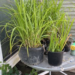 Tall Ornamental Grasses