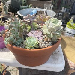 Terracotta Succulent Arrangement 