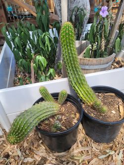 Easter Cactus