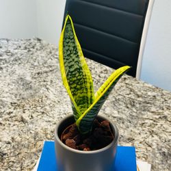 Sensevieria Plant in Grey Ceramic Pot