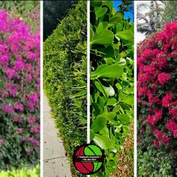 ● PRIVACY HEDGE EXPERTS NOW WHOLESALING TO THE PUBLIC  CLUSIA PODOCARPUS