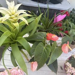 Beautiful Plants For Sale!!! Available All Weekend!🍋‍🟩🥑🪴🌻