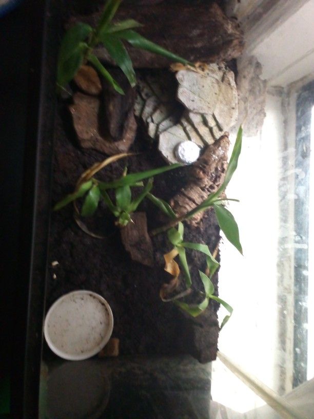 Fully Decorated 10 Gallon Enclosure,