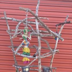 Tall Boy Model African Grey / Amazon Parrot Perch Tree (6’ Tall)… Great For Those With Cats / Dogs Or Lil Kids ! 👍🏼