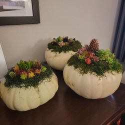 Succulent Pumpkins 