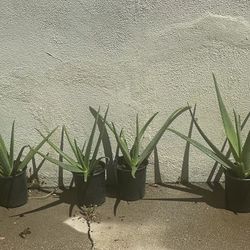 SABILA Y MAGUEY DE JARDIN 