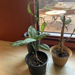 Dieffenbachia Plants