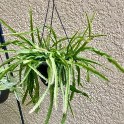 Plant