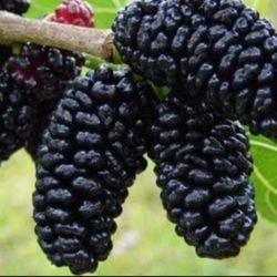 Blackberry  &  Passion   Fruit   Trees