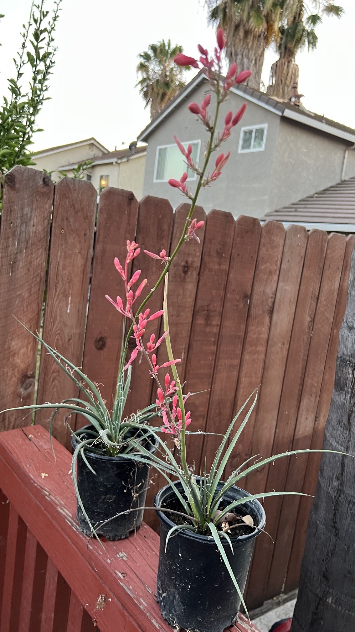 plants for sale $10 Each