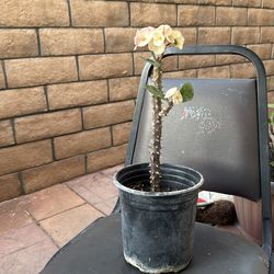 Corona de Cristo flor grande