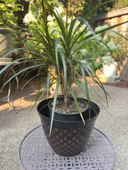 Healthy Dracaena Marginata (Madagascar Dragon Tree) – Easy Care Houseplant