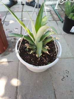 Planra de piña