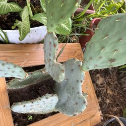 Nopal  del que se Come 10 dolares