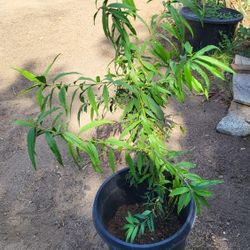 Peach Plant
