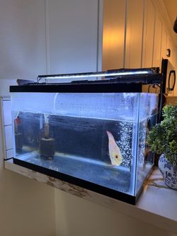 10 Gallon Fish Tank