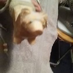 Bear figurines and more