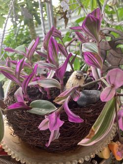Tradescantia inch plant