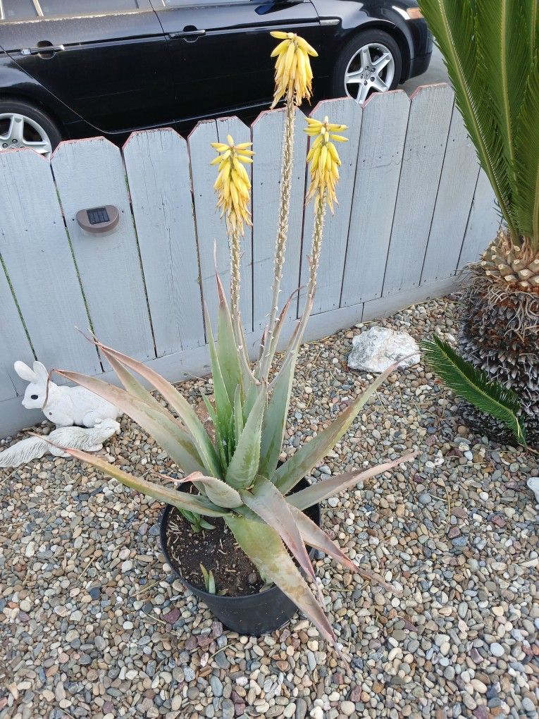 Two Catus Plants! $40 For Both! (Pots Worth's) Must Go!