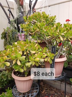 Healthy Succulent Plants