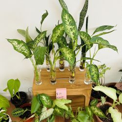 I’m Water Plants 10 Each 