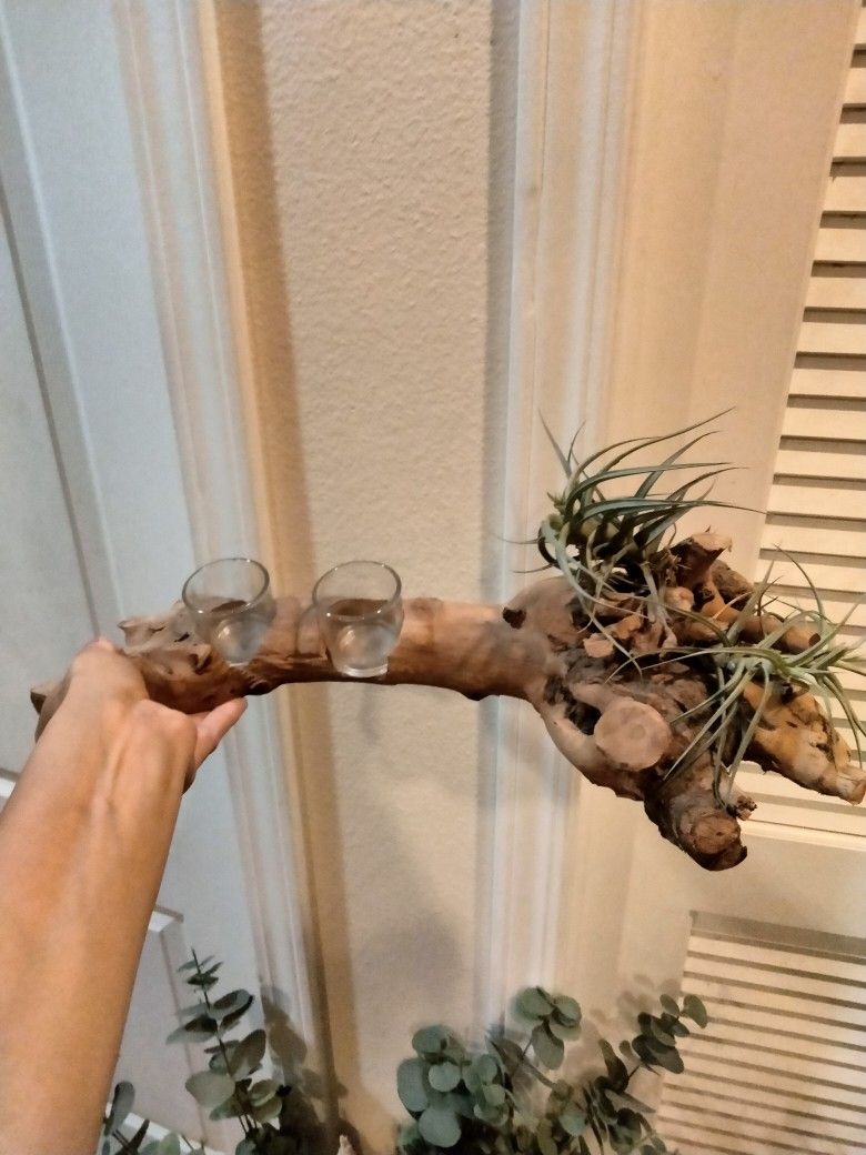 Candle Holder with Air Plants and 2 Candles