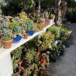 Succulent Sale