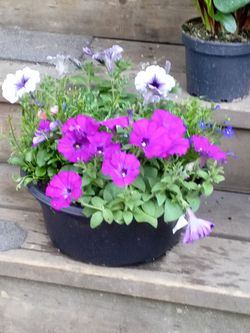 Flowers