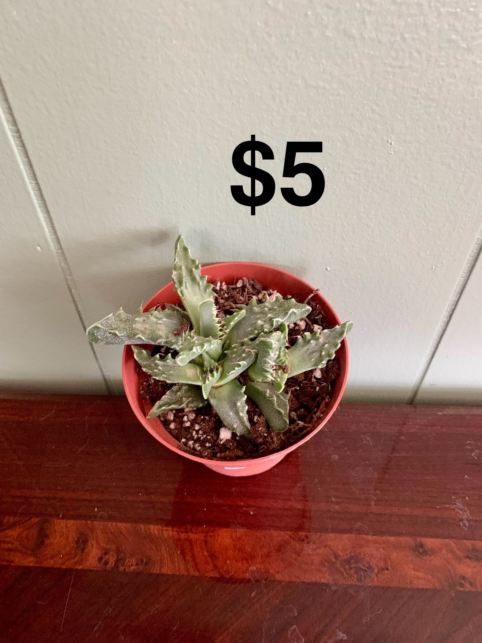 Cactus