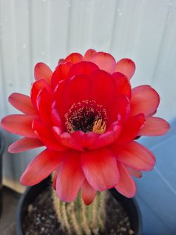 Cactus rojo flor grande