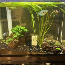 Freshwater 55 Gallon Fish Tank and Fish