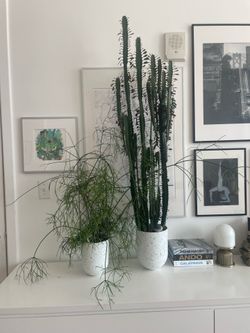 Plant