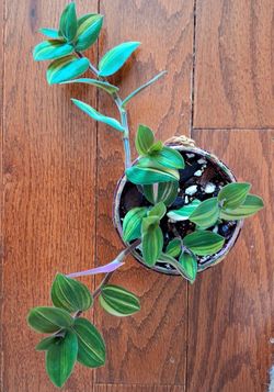 Beautiful Live Healthy Tradescania Nanouk Indoor Houseplants With Plastic Pot. Each $7