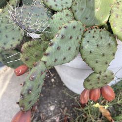 Chicago Hardy Prickly Pear Cactus 🌵 Out Door Plant One Pads 