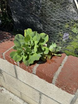 Water Lettuce And Water Hyacinth Live Pond Plants