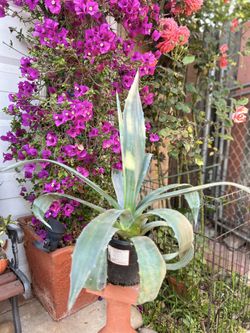 Maguey