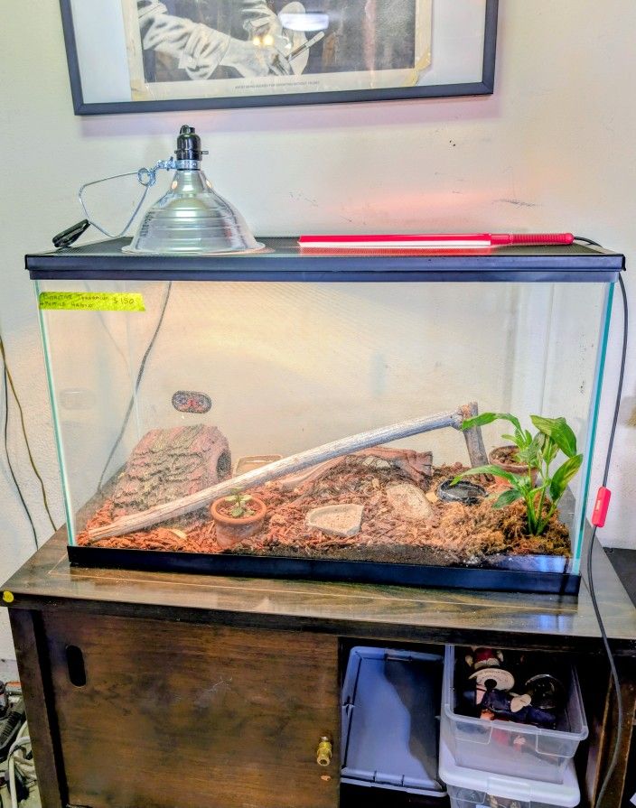 Bioactive Terrarium & Reptile Enclosure 