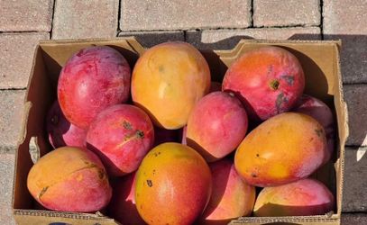 Big mangoes for sale