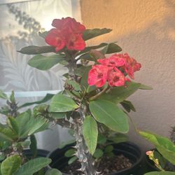 Corona De Cristo Red