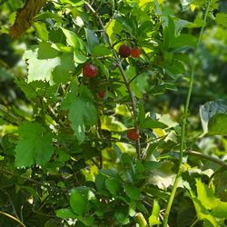 Barbados cherry Tree