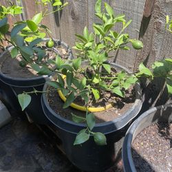 Plant For Sale