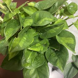 Global Green “Pothos” Cuttings