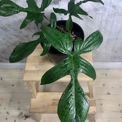 Lush Philodendron Florida Green Plant/ House Plant/ Indoor Plant Flower Patio Garden