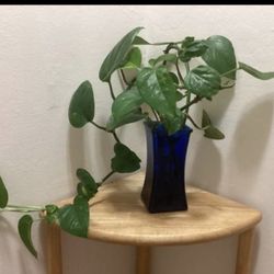 Pothos plant with vase