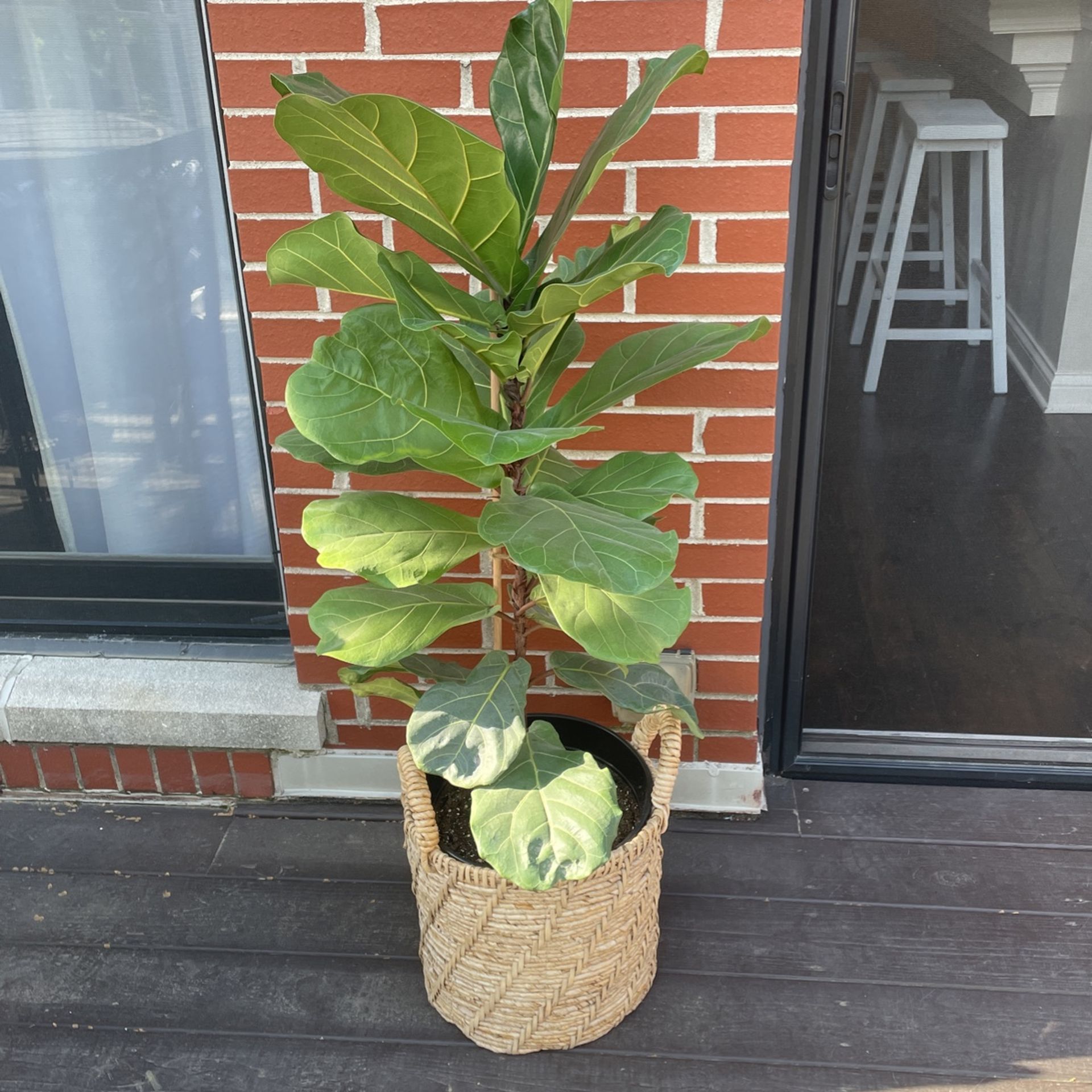 Live Fiddle Fig Plant