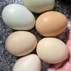 Farm Fresh Eggs