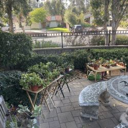 SELLING ALL MY PLANTS! 🪴🌱🌵