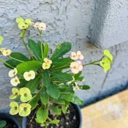 Coronas De Cristo 10 Each 