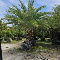 silvester Palms all sizes available 